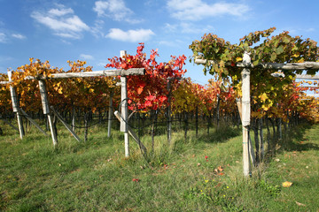 Vineyard in autumn