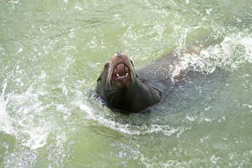Sea lion, mouth open
