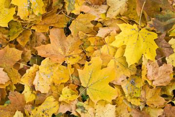 Yellow Autumn Leaves
