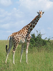 Giraffe in sunny african ambiance