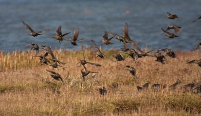 Winter bird visitors at the Inland Sea