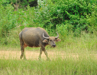 Obraz premium Thai buffalo