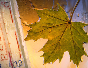 Naklejka na ściany i meble leaf