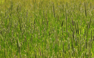 Grass field