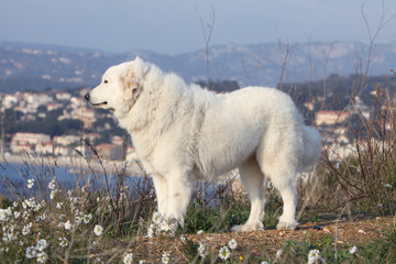 chien de montagne des Pyrénées de profil © Dogs