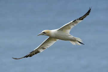 northern gannet in flight