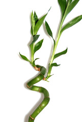 CA&Ntilde;A DE BAMB&Uacute;, SOBRE FONDO BLANCO. AISLADO