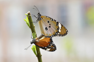 Fototapeta na wymiar As long as live, it is possible. incomplete butterfly