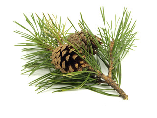Pine branch with cones