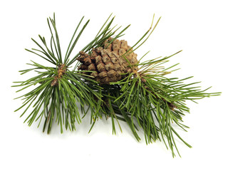 Fototapeta premium Pine branch with cones