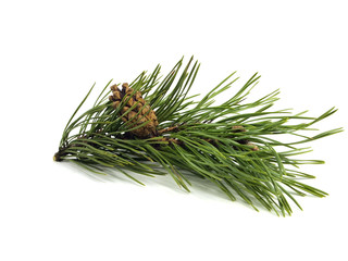 Pine branch with cones