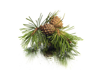 Pine branch with cones