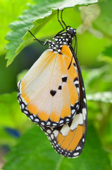 plain tiger butterfly