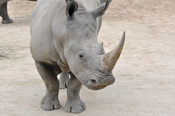 Obraz premium Close up White Rhino