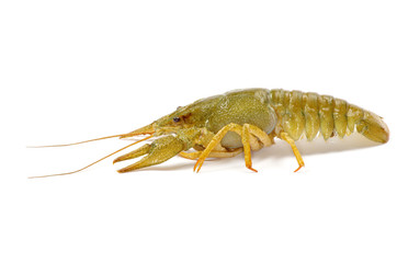 crawfish