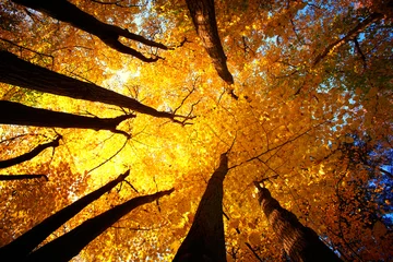 Fotobehang Beech forest © satori