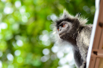 Silver Leaf Monkey