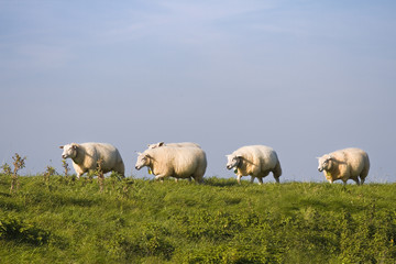 Blue sky, green grass, sheep in a row