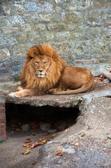 Lion in the zoo