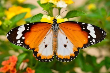 Crédence de cuisine en verre imprimé Papillon Plain Tiger butterfly