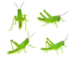 grasshopper set