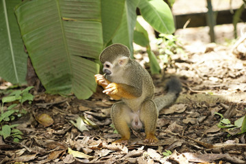 Singes Saimiris de Guyane