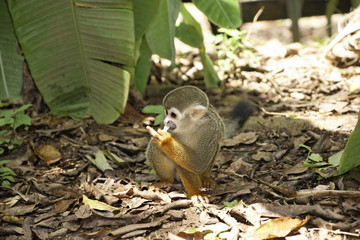 Singes Saimiris de Guyane