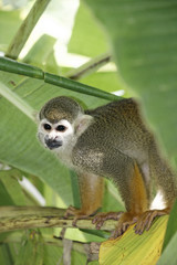 Singes Saimiris de Guyane