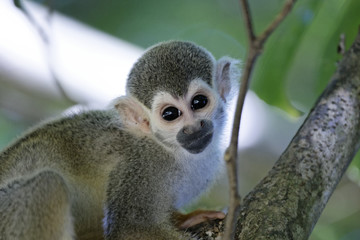 Singes Saimiris de Guyane