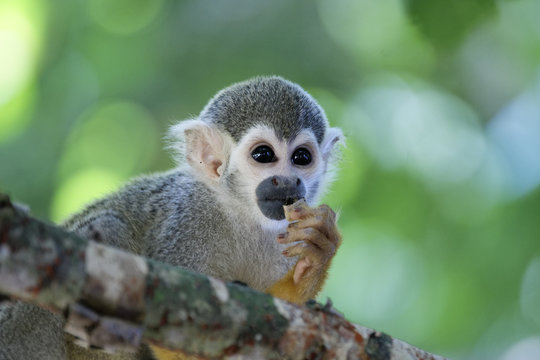 Singes Saimiris de Guyane