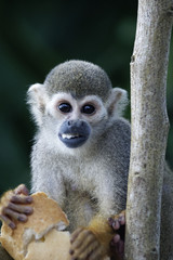 Singes Saimiris de Guyane