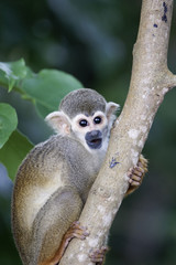 Singes Saimiris de Guyane