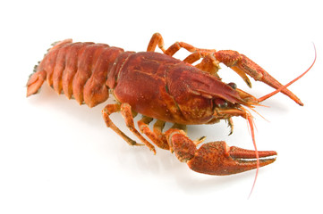 lobster
