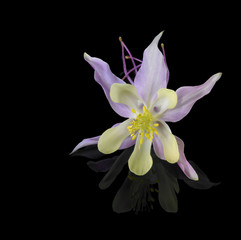 Aquilegia flower