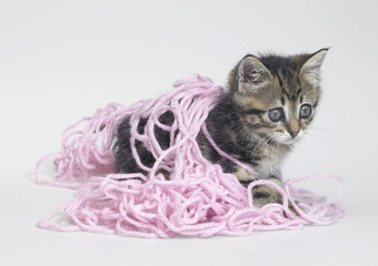 kitten and pink wool
