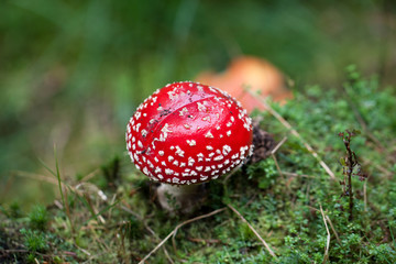 wieder ein Fliegenpilz
