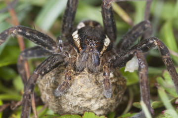 Raft spider, Dolomedes fimbriatus