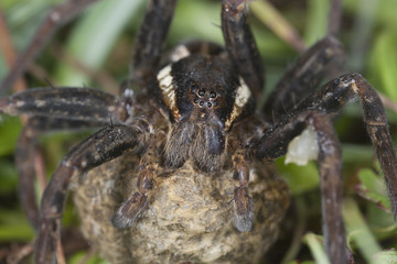 Raft spider, Dolomedes fimbriatus