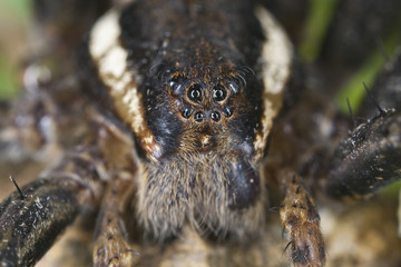The face of the Raft spider, dolomedes fimbriatus