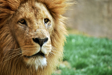 Male lion portrait
