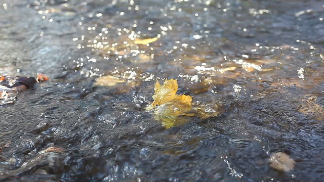 Autumn Leaves in River