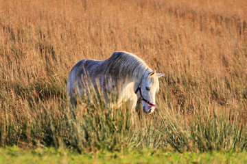 Obraz na płótnie Canvas Irish white horse on the meadow