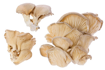 Oyster Mushrooms (Pleurotus ostreatus)