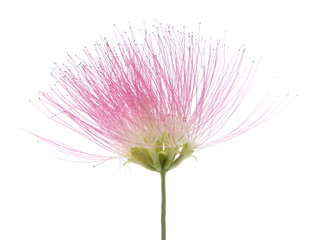 Obraz premium pink silktree flower on white background