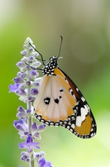 plain tiger butterfly on sage with green garden background