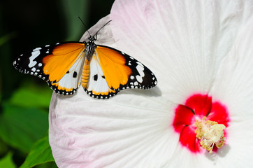 plain tiger butterfly on hibiscus