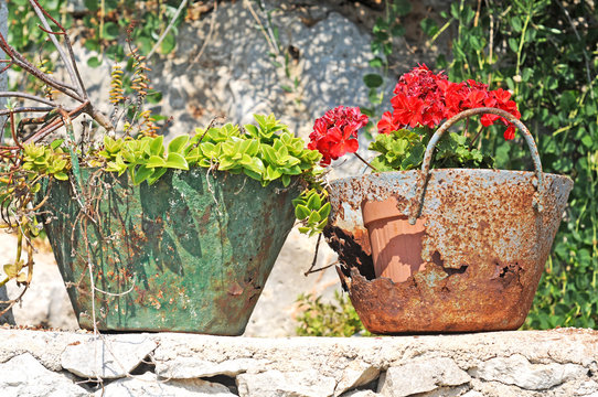 Red pelargonium in rusty containers in the sun