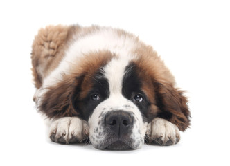 Cute Saint Bernard Purebred Puppy