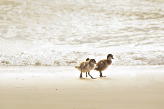 Ducklings on Beach