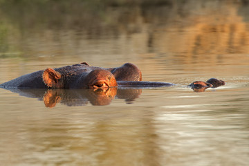 Fototapeta premium Hippopotamus submerged in water